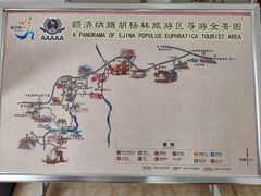 -金塔沙漠胡杨林景区
