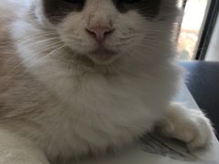 -喵园·猫主题咖啡厅·撸猫·猫咖(国贸店)