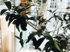 -Onirii Coffee(长乐路店)