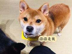 -逗柴咖啡屋·狗咖猫咖宠物桌游
