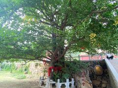 -遵化市禅林寺古银杏风景园