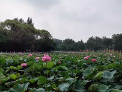 -东升八家郊野公园