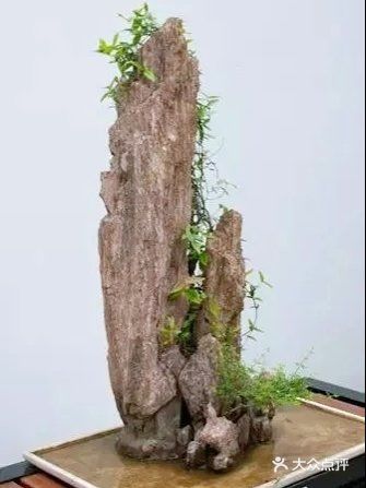 山石盆景如何安全度夏？