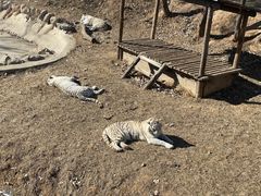 -石家庄市动物园