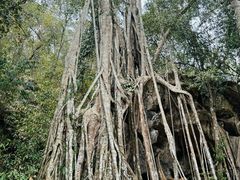 -中国科学院西双版纳热带植物园