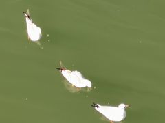 -五甲塘生态湿地公园