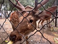 -长白岛森林公园