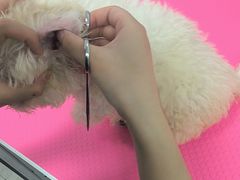 -博特宠物医院24h犬猫全科.骨科·异宠