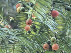 -天目山大树王景区