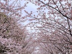 -高东镇樱花园