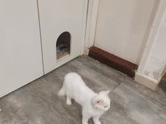 -楼上猫咖(罗湖店)