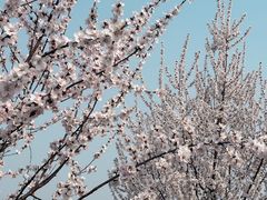 -西青郊野公园