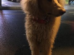 -邓记新一代糖油果子(四川煤管局供销公司职工宿舍店)