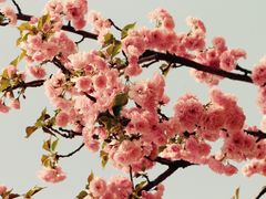 -天适樱花悠乐园