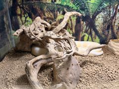 -广州长隆飞鸟乐园
