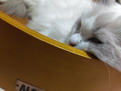 -藏猫猫咖啡主题馆(中央大道店)