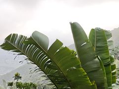-三亚亚龙湾人间天堂鸟巢度假村