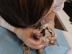 -萌兽医馆·犬猫专科·眼科中心·宠物医院(朝阳门分院)