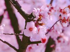 -白塘生态植物园