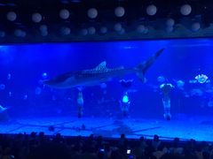 -烟台海昌鲸鲨海洋公园