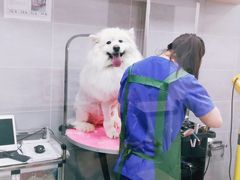 -宠福鑫康馨动物医院·骨科·眼科