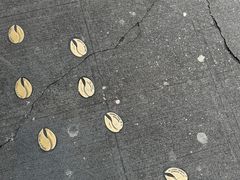 -星巴克