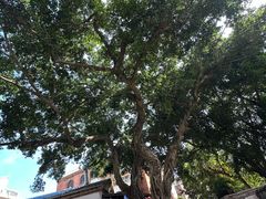 -黄老伯的海蛎煎