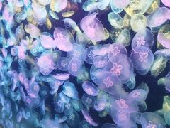 -海合安天津极地海洋公园