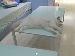 -喵的天空名猫咖啡馆·撸猫·猫舍·用品