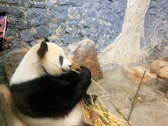 -海南热带野生动植物园