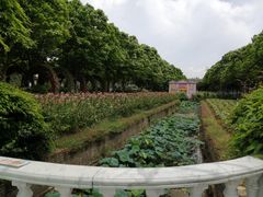 -百万葵园