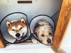 -不觉晓CAMPING(上海迪士尼营地店)