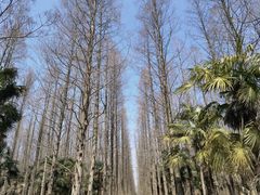 -东平国家森林公园