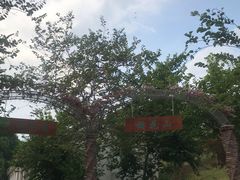 -田野绿世界