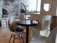 -Cappucimeow猫咪咖啡馆(韦伯时代店)