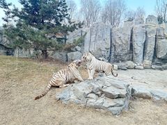 -北京野生动物园