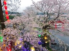 -武汉大学-樱园