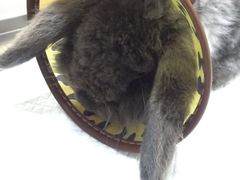 -伟伟宠物医院·瑞派猫友好医院·猫科(光谷店)
