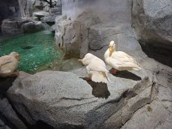 -Zoolung Zoolung动物主题公园(海信广场店)