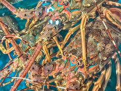 -三亚海棠湾万丽度假酒店