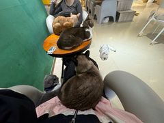 -藏猫猫咖啡主题馆(中央大道店)