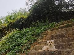 -良成狗狗乐园