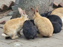 -荆州中山公园动物园