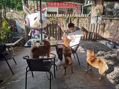 -柴犬高等学院·狗咖·柴犬售卖·宠物训练