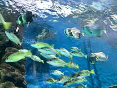 -上海海洋水族馆