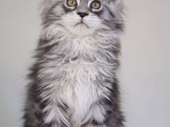 -lincat·猫舍(广州店)