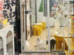 -有喵·猫咖·狗咖·30几只猫10只小狗(岗厦店)