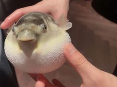 -肆月河豚·淮扬菜·湘菜(华天店)