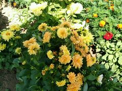 -北纬44度·金珠花海休闲农业旅游景区