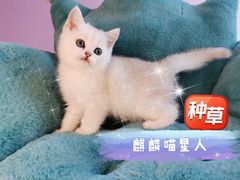 -70cat德文卷毛猫·缅因猫纯种猫舍